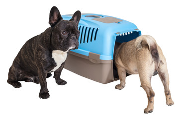 French Bulldog sitting next to an animal carrier and pug