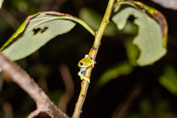 red-eyed treefrog