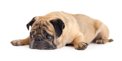 dog breed pug