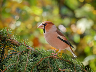 Male Hawfinch (Coccothraustes coccothraustes), isolated in the forest