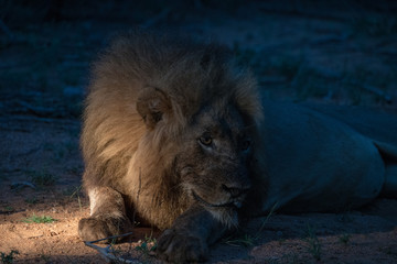 Löwe (Panthera leo), Südafrika, Afrika