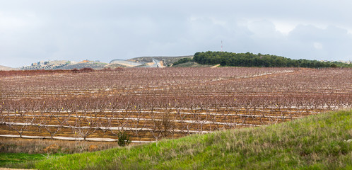 blooming garden with fruit trees