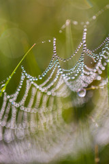 spider web in drops