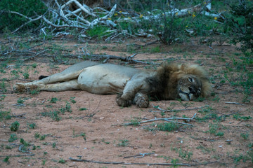 Löwe (Panthera leo), Südafrika, Afrika