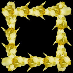 Beautiful floral background of irises. Isolated 