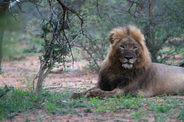 Löwe (Panthera leo), Südafrika, Afrika