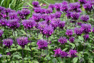 Monarda didyma Balmy Purple - flowers gathered in captivating purple heads