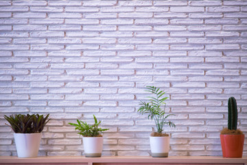 Flower pot background on table on white brick wall.