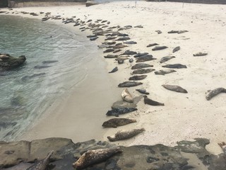Sea Lions