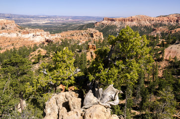 landscape on the bryce canyon in the united states of america