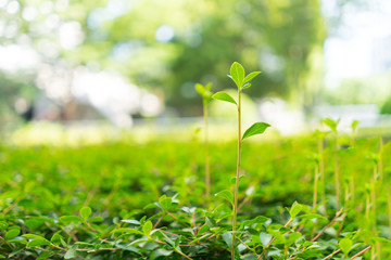 Small green pebbles in the morning.