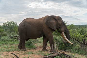 Fototapeta na wymiar Elefante (Elephantidae), Südafrika, Afrika