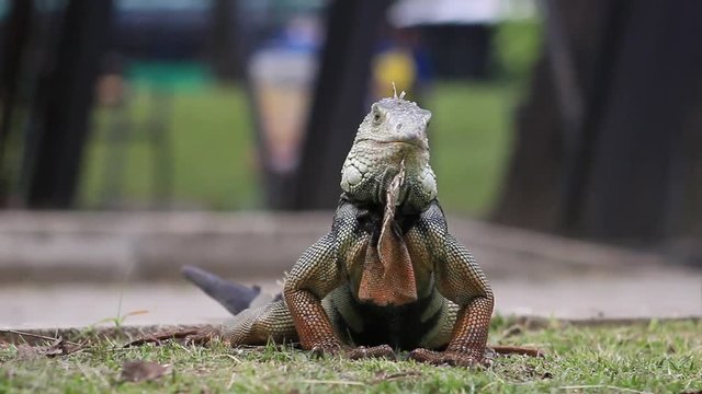 View of an iguana slowly bowing with attitude of surprise