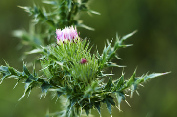 Milk thistle thistle herbal medicinal