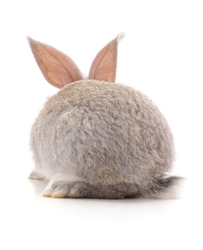 One grey rabbit.
