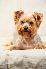 studio portrait of a Yorkshire terrier