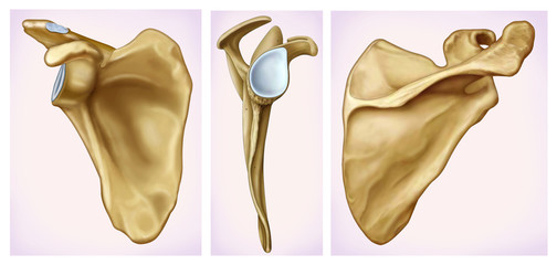 Illustration of three views of the human scapula.