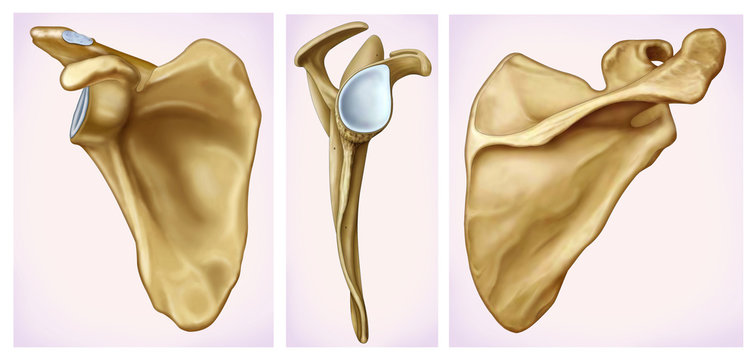 Scapula Images – Browse 27,089 Stock Photos, Vectors, and ...