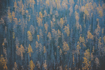 pineforest pattern - 212111414