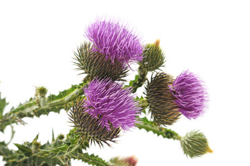 Beautiful flowering thistles.