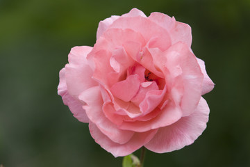 Fleur de rose
