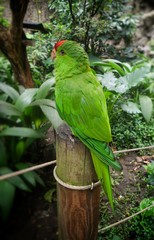 Loro (Amazona) verde con frente roja sobre un tronco