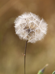 Pissenlit devant champs de bl&eacute;