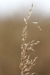 Fleurs d'herbe sechee
