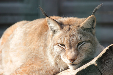 Lynx