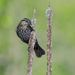 Female Redwing Blackbird