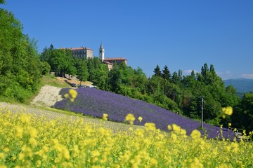 landscape with lavender field and a castle far away