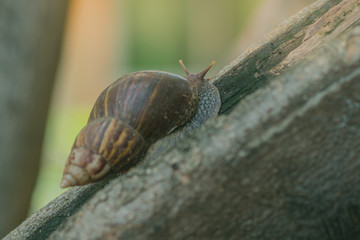 Close-up to Snail on the tree in the garden.