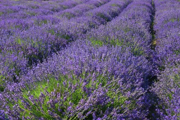 Plakat lavender field as in provance