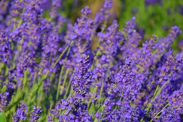 lavender plants in nature closeup
