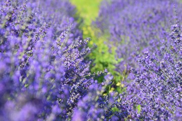 lavender plants in nature closeup