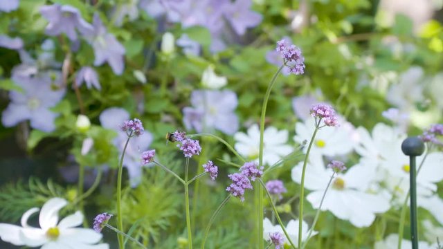 Bee filmed in slowmotion, purple flowers. Filmed with Sony FS7 180fps