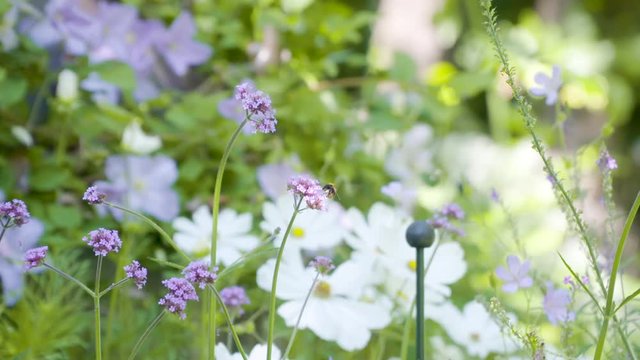 Bee filmed in slowmotion, purple flowers. Filmed with Sony FS7 180fps