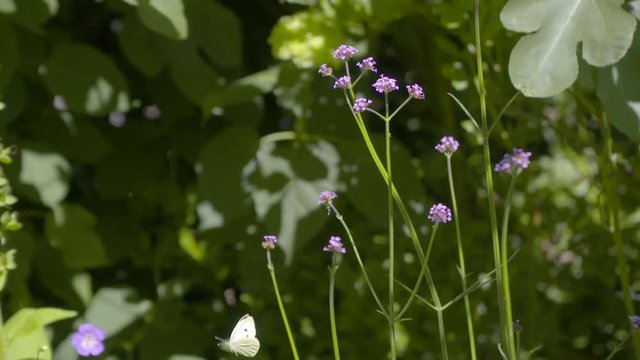 White butterfly filmed in slowmotion, purple flowers. Filmed with Sony FS7 180fps