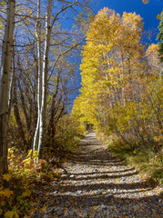 Hiking path in autumn with trees
