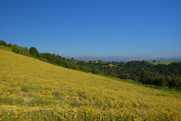Summer landscape of Piedmont with yellow field