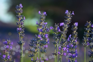 lavender plants in nature closeup with bockeh