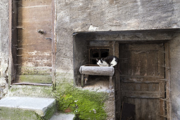 Fototapeta na wymiar black and white cat in ancient facade of medievalhouse in french town of guillestre in haute provence