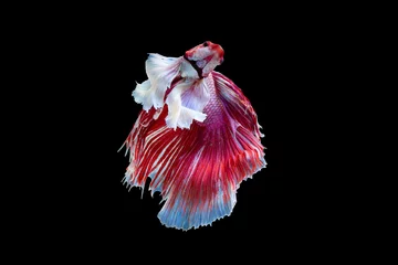  The moving moment beautiful of red siamese betta fish or half moon betta splendens fighting fish in thailand on black background. Thailand called Pla-kad or dumbo big ear fish. © Soonthorn