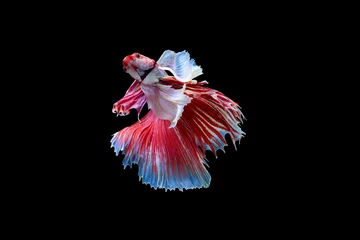 Gardinen The moving moment beautiful of red siamese betta fish or half moon betta splendens fighting fish in thailand on black background. Thailand called Pla-kad or dumbo big ear fish. © Soonthorn