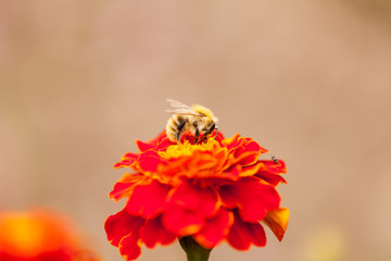 Bee on top of a marigold flower feeding