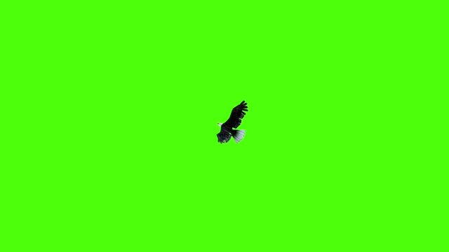 American Eagle Fly Down Green Screen