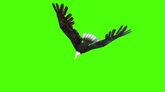 American Eagle Fly Top Green Screen