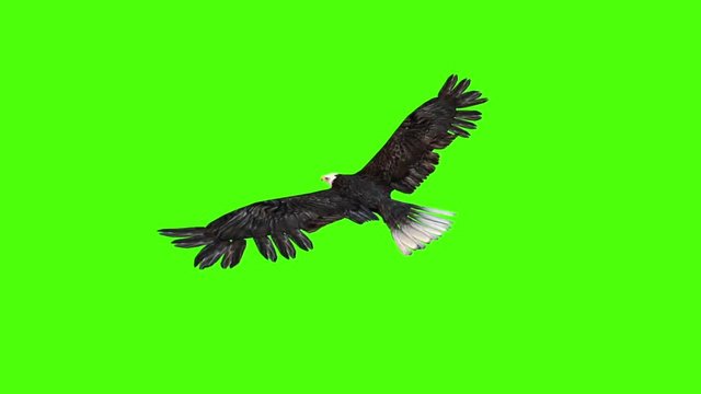 American Eagle Glides Back Green Screen