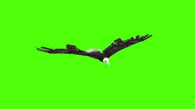 American Eagle Glides Green Screen