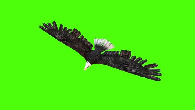American Eagle Glides Top Green Screen